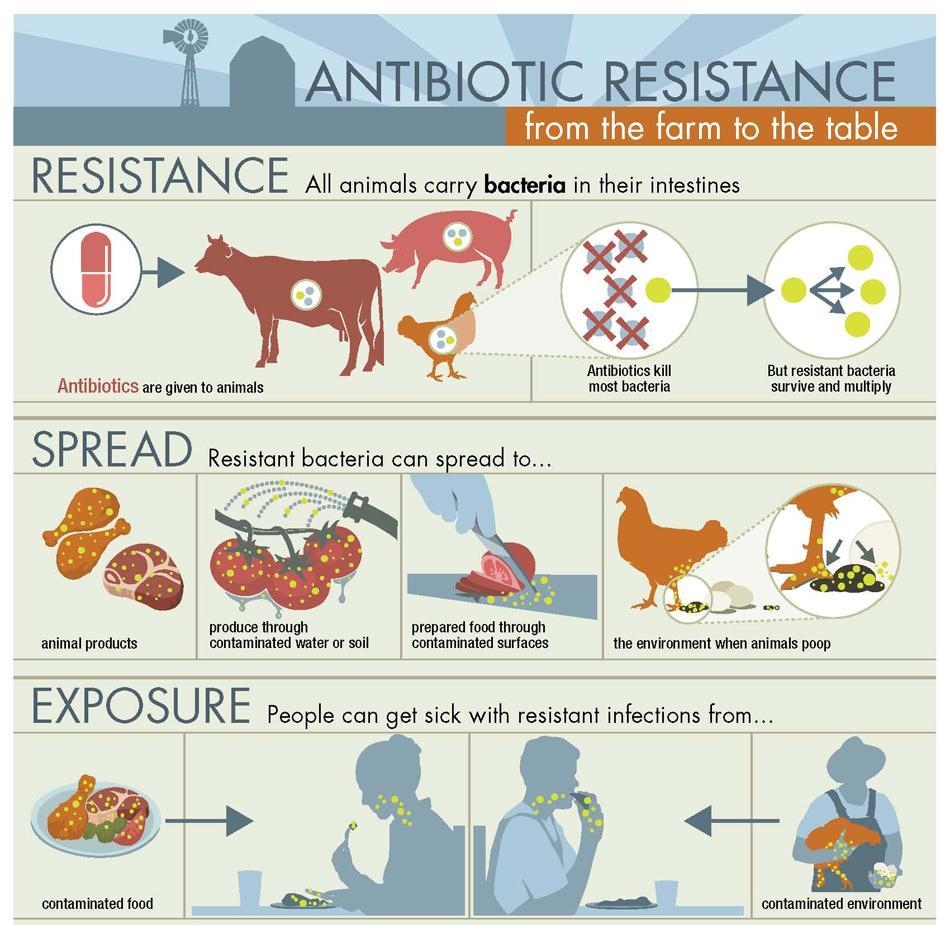 DAL CAMPO ALLA TAVOLA RESISTENZA Tutti gli animali ospitano batteri nel loro intestino Somministrazione di antibiotici agli animali