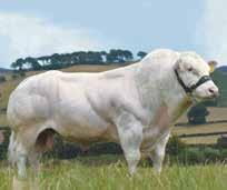 DEV BLUE ROAN Brookfield Dev UK 120894 700413 BB1156 BRITISH BLUE Dev è un notevole toro che non delude mai per la qualità dei suoi vitelli.