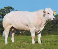30 BROOKFIELD DEV JUPITER Greystone Jupiter UK 125185 500299 BB1387 Uno dei migliori tori per sopravvivenza dei vitelli e facilità di parto Padre: Almeley