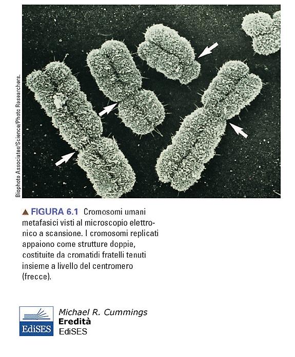 gene-cs.utah.edu/content/basics/diagnose/ h"ps://www.nature.