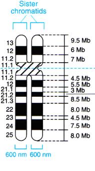 biology.arizona.edu/human_bio/ac-vi-es/karyotyping/ karyotyping.html h"p://bio.