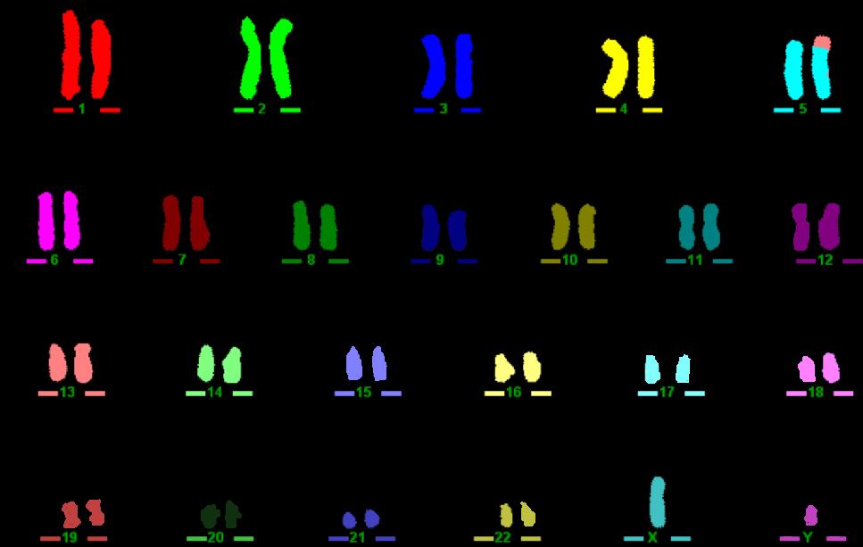 / separa le linee cellulari 7., separa i probes 8.