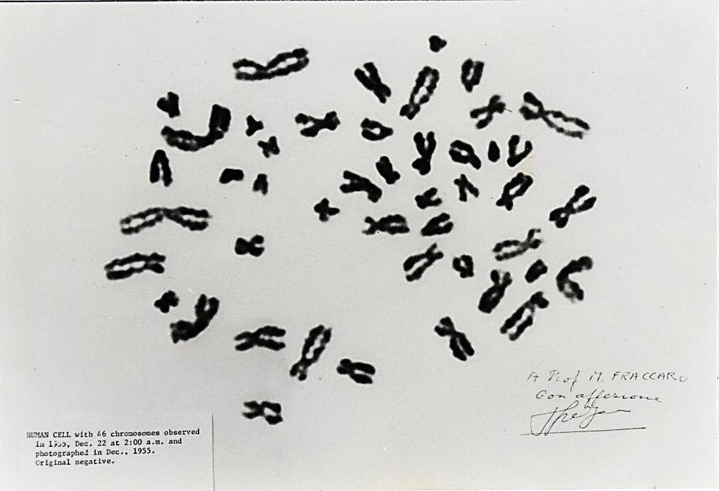 1879 I cromosomi vengono osservati per la prima volta