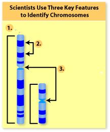 colorate le regioni di DNA piu ricche in Adenina e