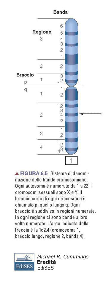 I PROTAGONISTI IDEOGRAMMI E NOMENCLATURA INTERNATIONAL SYSTEM FOR CYTOGENETIC NOMENCLATURE dal 2016 cambiato in CYTOGENOMIC NOMENCLATURE