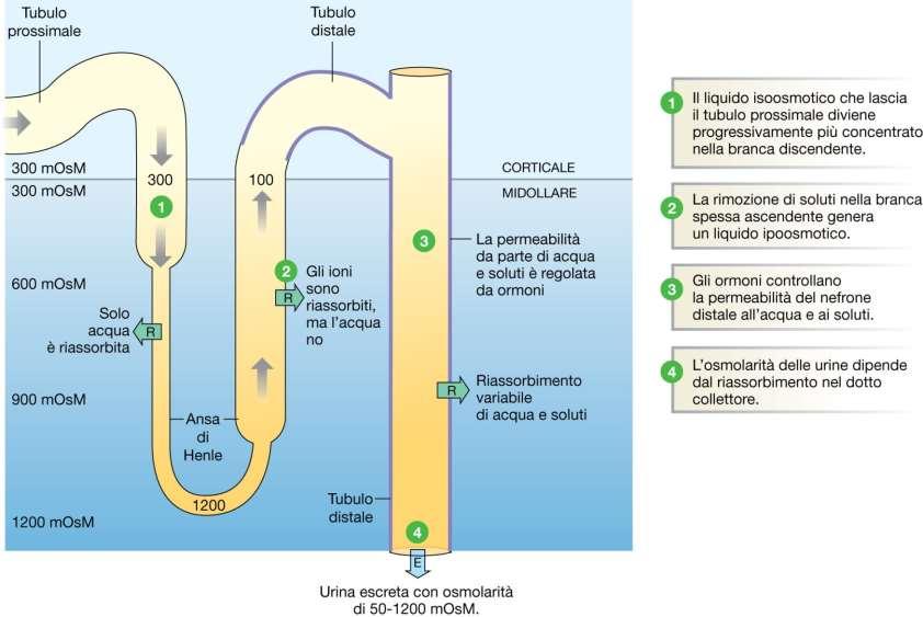 Variazioni di osmolarità lungo il nefrone In rosso sono evidenziati i tratti in cui il riassorbimento di H 2 O (riassorbimento