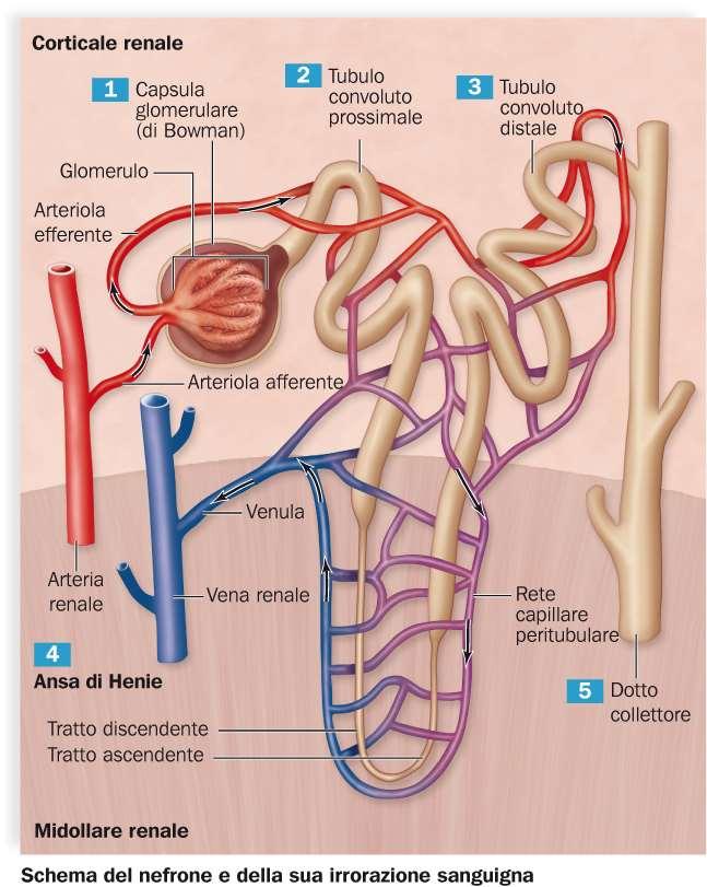 Le unità funzionali del rene sono i tubuli renali, chiamati nefroni L urina è prodotta lungo i nefroni.