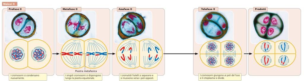 La meiosi II La metafase II è simile alla metafase della mitosi: i singoli cromosomi si allineano lungo la piastra metafasica, con i cromatidi fratelli rivolti verso i poli opposti.