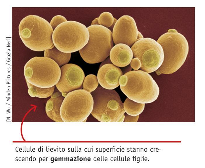 Riproduzione asessuata e riproduzione sessuata La riproduzione asessuata si verifica quando una parte dell organismo si distacca per dare origine a un nuovo organismo indipendente.