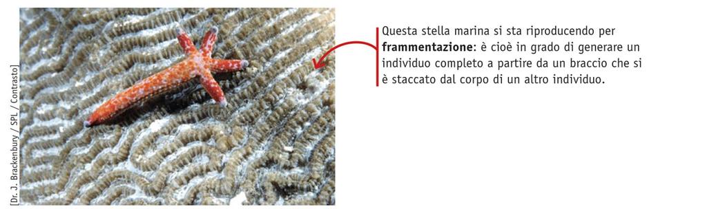 Riproduzione asessuata e riproduzione sessuata La riproduzione asessuata si verifica quando una parte dell organismo si distacca per dare origine a un nuovo organismo indipendente.