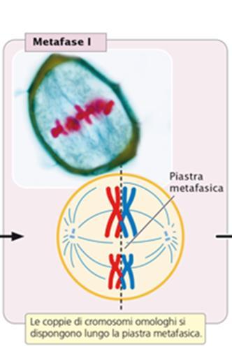 La metafase meiotica I ha inizio quando le coppie di cromosomi omologhi si dispongono lungo la piastra metafasica.