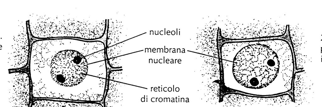 Mitosi interfase Prima