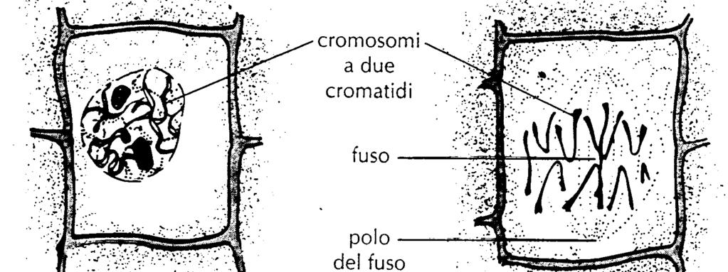 replicati si condensano