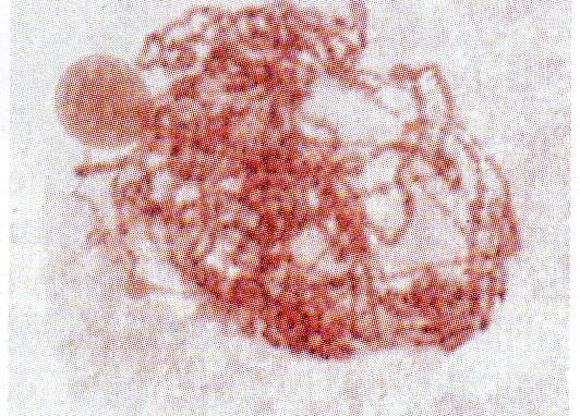 divisione meiotica del nucleo