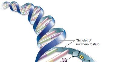 Il DNA contiene l informazione genetica della cellula