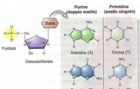 polinucleotidi legami idrogeno si formano tra le basi