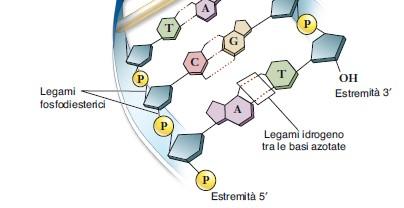 complementari La sequenza di basi di un filamento può