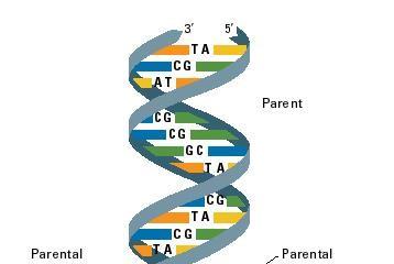 proprietà fondamentale del DNA è la capacità di fornire copie esatte di se