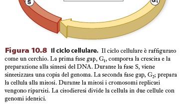 diviso tra due cellule figlie La durata dipende