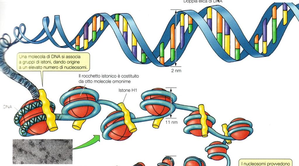 Struttura dei cromosomi sono fatti di DNA e proteine Il DNA si avvolge