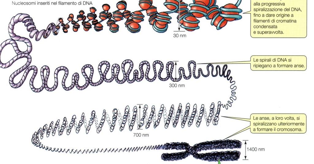nucleosomi Il DNA si spiralizza sempre più Le spire si ripiegano a formare