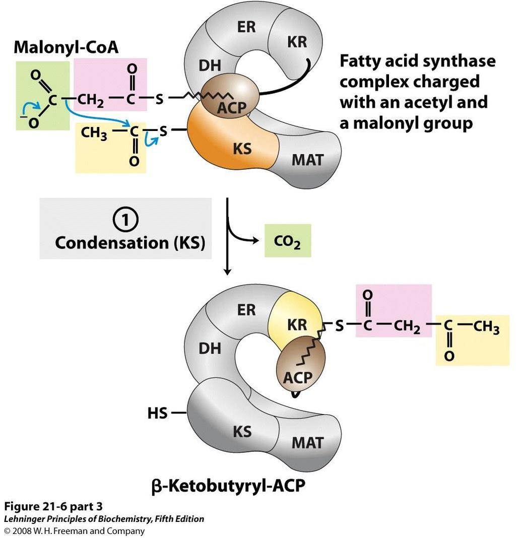 Acetil-KS S KS KS CONDENSAZIONE Catalizzata