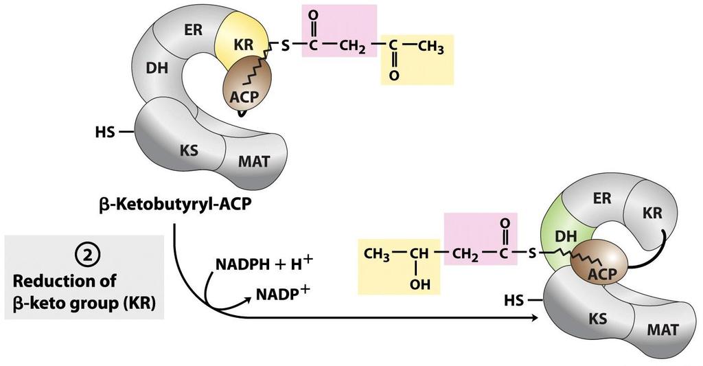 β Viene ridotto il gruppo carbonile β a spese del NADPH