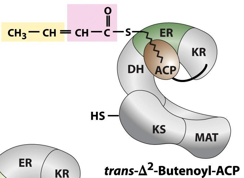 β-chetoacil-acpreduttasi (KR) β-chetobutirril-acp β β α H 2