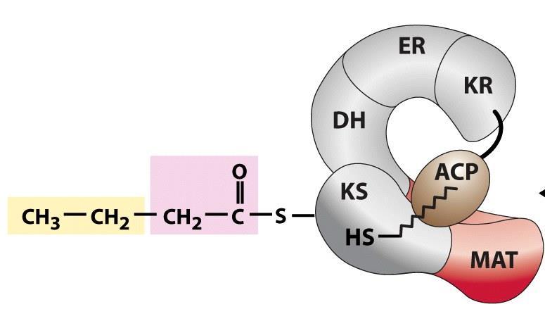 La catena acilica (4 atomi di C) viene trasferita dal braccio mobile dell ACP sul gruppo SH del residuo di cisteina del dominio KS Il braccio mobile dell ACP, di nuovo libero, può accogliere una