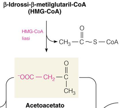 2 molecole di Acetil-CoA sono condensate liasi 1
