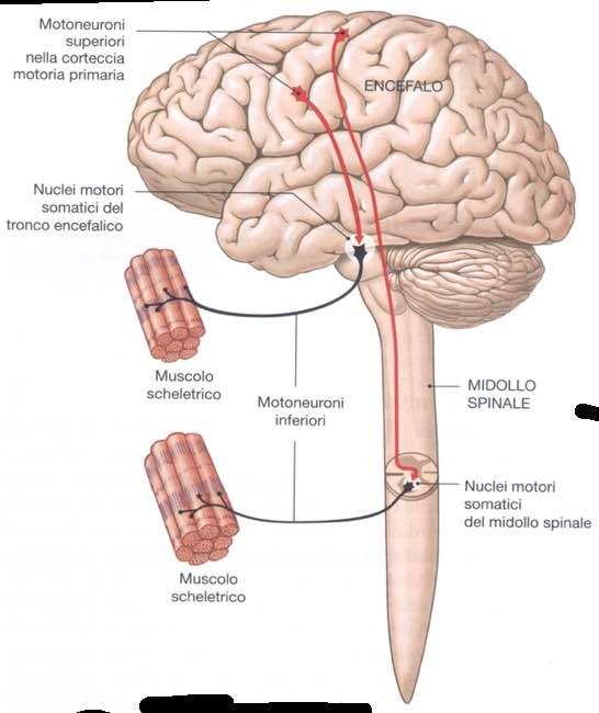 Sistema nervoso somatico Immagine tratta da: Anatomia