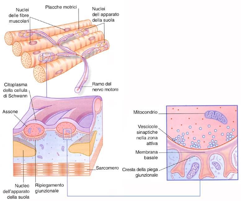 Placca neuromuscolare Immagine tratta da: Neuroanatomia,