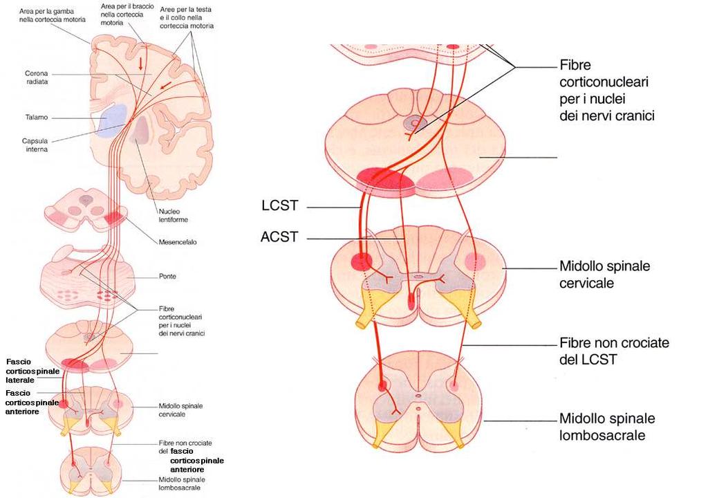 Immagine tratta da: Neuroanatomia, Fitzgerald, Folan-Curran, Antonio Delfino