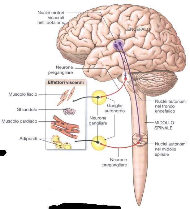 Sistema nervoso viscerale Immagine tratta da: Anatomia