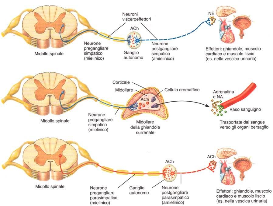 Sistema nervoso viscerale Ortosimpatico Parasimpatico Immagine tratta da:
