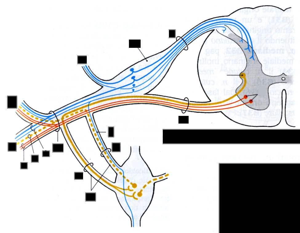 Ramo dorsale Ramo ventrale Fibre somatomotrici Fibre visceromotrici Fibre somatosensitive Ramo comunicante bianco Ramo meningeo Nervo spinale Ramo comunicante Ganglio spinale Fibre viscerosensitive