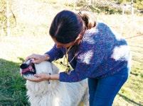 Cani da guardianìa I cani da guardianìa sono utilizzati per la protezione degli animali al pascolo dagli attacchi di lupo e orso; i primi due esemplari in Trentino sono stati consegnati nel 2014 ad