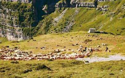 Interventi di supporto alle attività zootecniche L Amministrazione provinciale ha tra i propri obiettivi quello di favorire la permanenza dei pastori e delle greggi/mandrie sugli alpeggi.