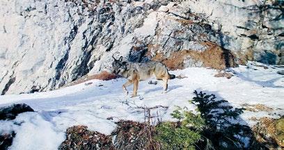 IL LUPO 1. Monitoraggio Il monitoraggio del lupo ha avuto inizio con il ritorno dei primi soggetti sul territorio provinciale nel 2010, dopo la scomparsa verso la metà del XIX secolo.
