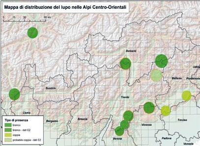 La figura n. 2 evidenzia invece la situazione più aggiornata rispetto al numero di branchi di lupo noti a fine 2017 nelle Alpi Centro Orientali. Figura n.