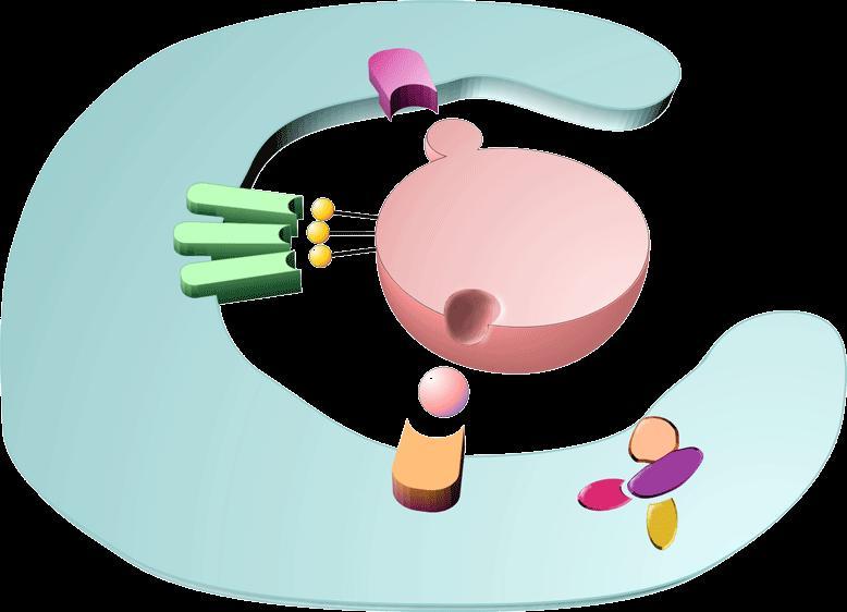 Apoptosis and Phagocytosis Phagocyte Scavenger Receptors? Oxidized LDL-like Site Phagocytes recognize eat-me or cell corpse signals on the apoptotic cell surface.