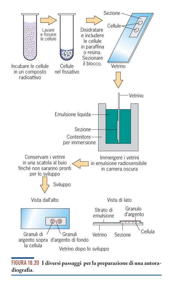 simultaneo