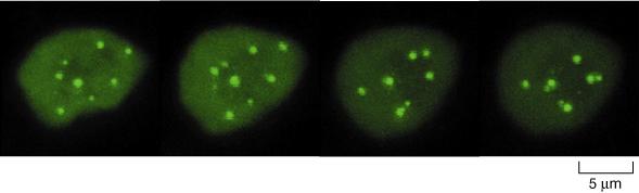 modificate in modo da far esprimere la GFP, una proteina naturale di una specie