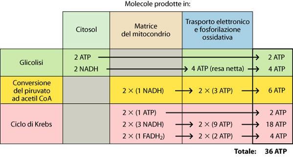 Queste 36 molecole, tranne quelle ottenute nella glicolisi, sono tutte prodote nei processi che avvengono nei mitocondri.