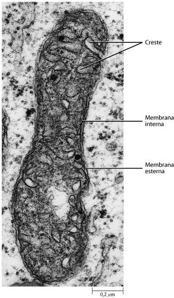 IL MITOCONDRIO e LA RESPIRAZIONE I mitocondri sono i siti della respirazione cellulare, durante questo processo l energia chimica dei legami dei composti organici viene trasferita all ATP.