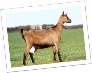 Queste capre hanno il pelo corto e tan-shaded (manto do colore marrone, con piedi e pelo lungo la colonna vertebrale