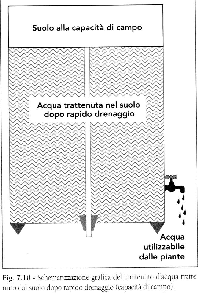 Le frazioni idriche del suolo: l acqua capillare E quella frazione idrica che il suolo riesce a trattenere