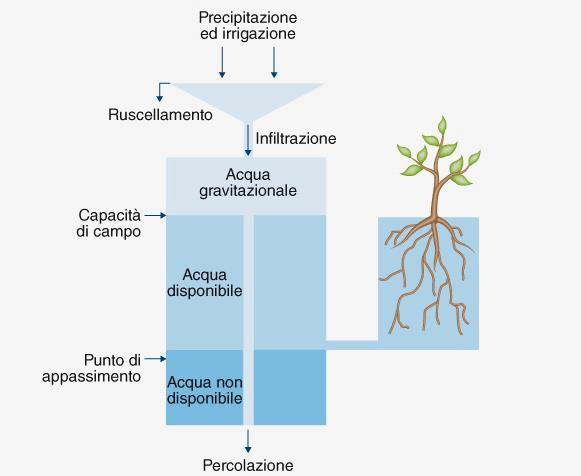 Dinamica delle forme idriche nel