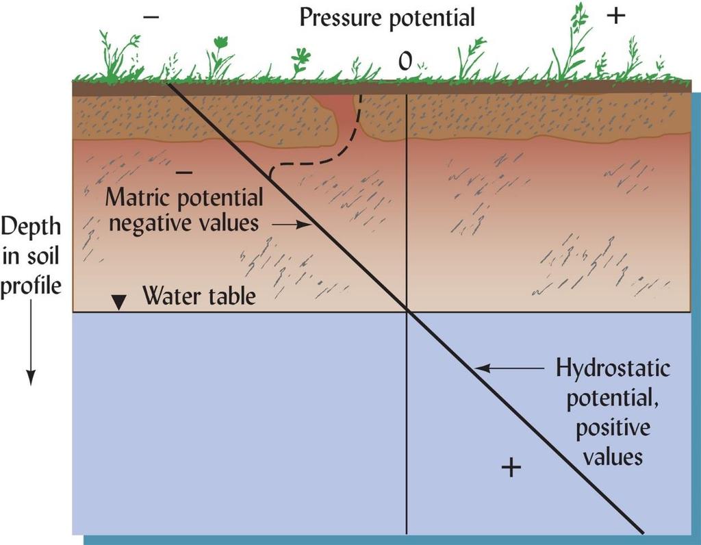 Il potenziale idrico (Ψ) nel suolo Zona insatura o vadosa Zona satura o freatica (da Weil & Brady,