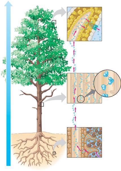 Water potential gradient SPAC: Continuum suolo-pianta-atmosfera Concetto proposto da J.R.